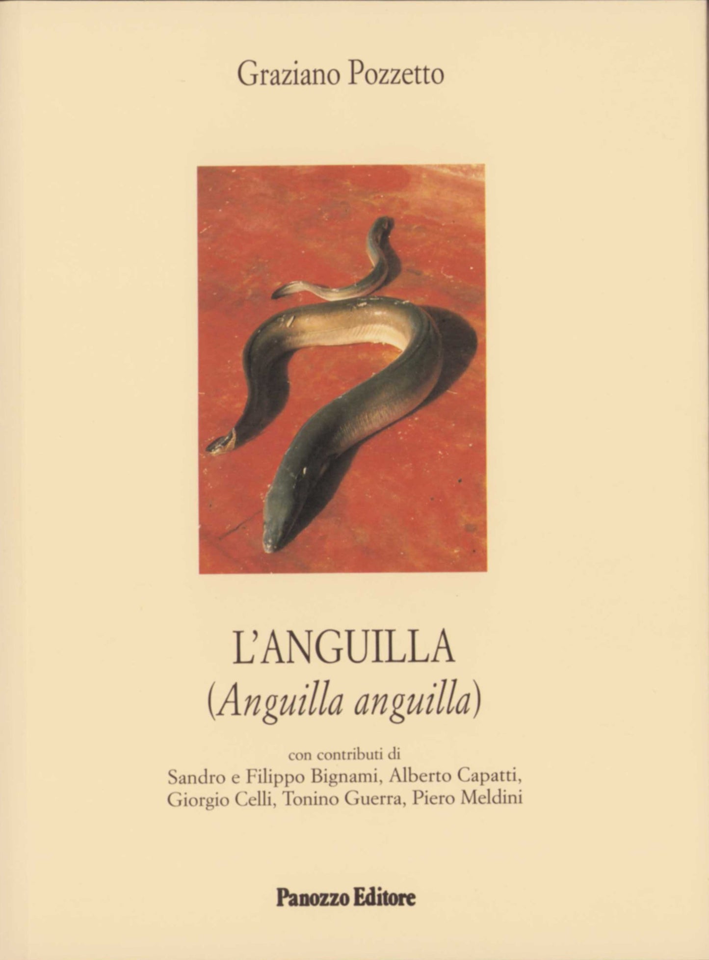 L'anguilla