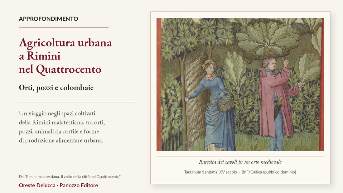 Raccolta dei cavoli in un orto medievale, immagine per l’articolo sull’agricoltura urbana a Rimini nel Quattrocento.