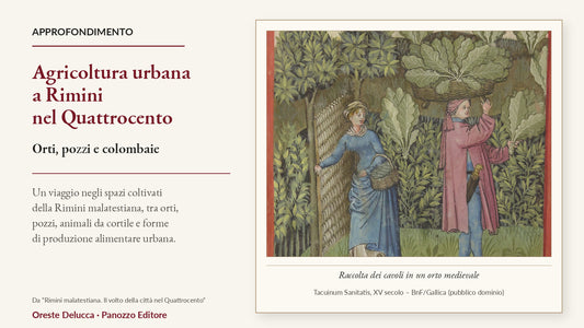 Raccolta dei cavoli in un orto medievale, immagine per l’articolo sull’agricoltura urbana a Rimini nel Quattrocento.